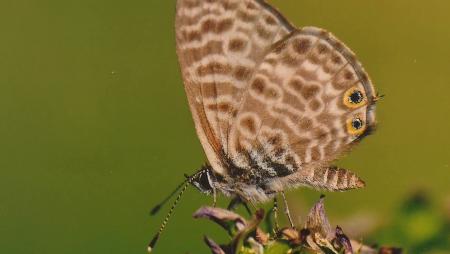 Imagen La muestra medioambiental Mariposas se podrá ver próximamente en el...
