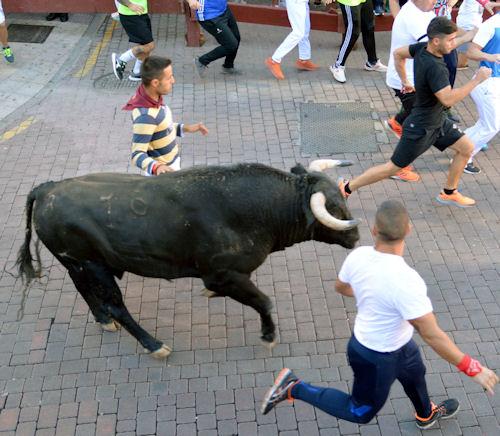 Imagen Encierro de la ganadería Luis Terrón