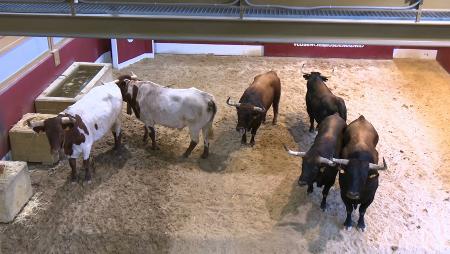 Imagen Los toros de los encierros cara a cara en la visita gratuita a los...