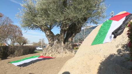 Imagen Un olivo y una glorieta en conmemoración del Día de la Tierra Palestina