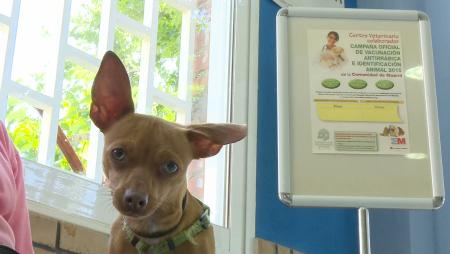 Imagen Abierta la Campaña de Vacunación Antirrábica e Identificación de Mascotas