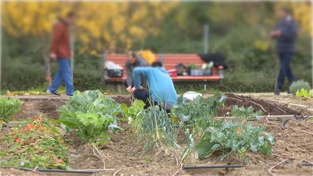Imagen Sanse busca jóvenes agricultores para los huertos ecológicos urbanos