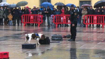 Imagen Primera muestra conjunta de perros policía de nueve municipios de Madrid